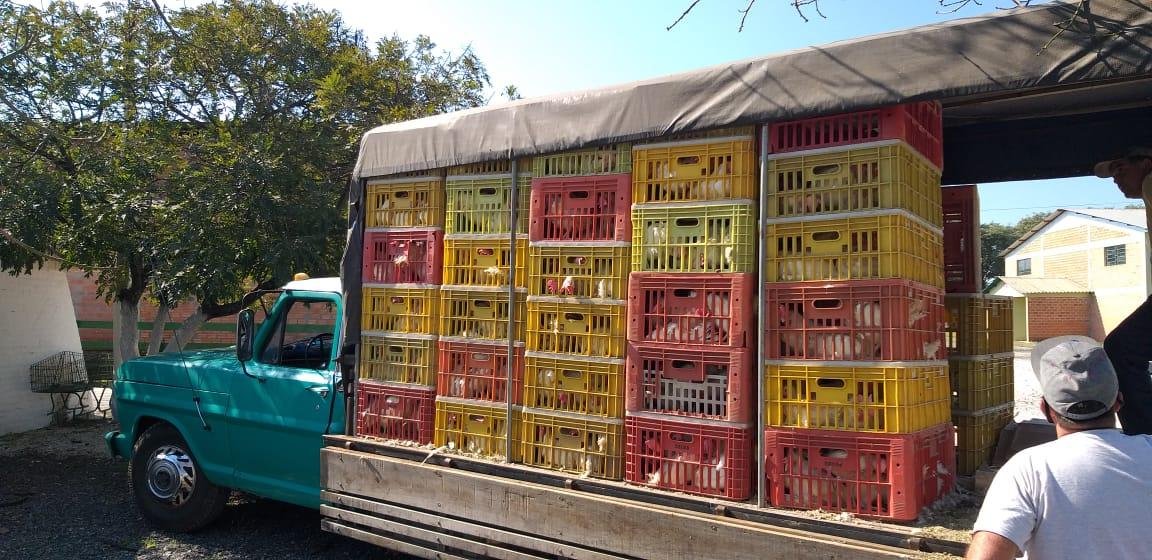 As aves silvestres foram encaminhadas ao Mantenedouro S&atilde;o Braz, em Santa Maria