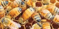 Responsáveis pela polinização de cerca de 70% das espécies alimentícias de importância global, cerca de 480 milhões de abelhas morreram entre o final de 2018 e o início de 2019 no Rio Grande do Sul, de acordo com estimativas das associações de apicultores e pesquisadores