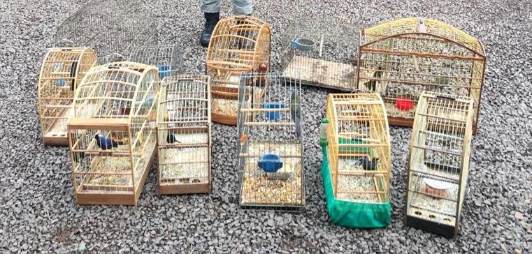 Al&eacute;m das aves, os policiais militares recolheram as gaiolas