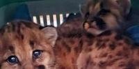 Grupo de Estudos de Animais Silvestres da Universidade de Passo Fundo identificou os animais como filhotes de puma