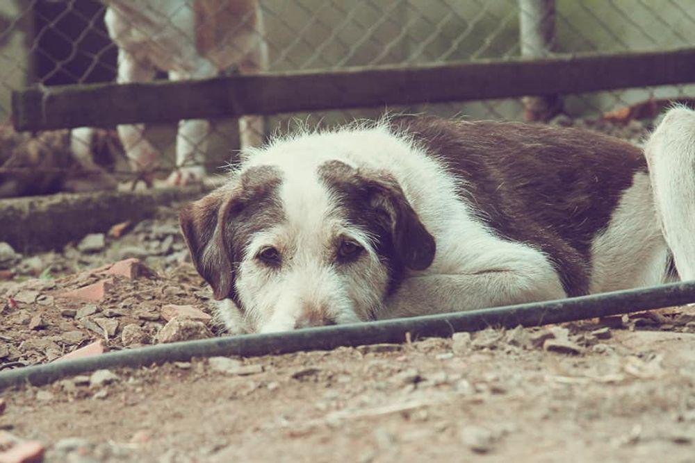 Nos &uacute;ltimos tr&ecirc;s meses, 103 animais do canil municipal ganharam um novo lar