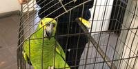 Pássaro foi encaminhado para o Ibama, em Porto Alegre, onde está sendo examinado