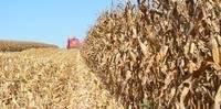 A cultura de milho é um dos cultivos indicados para se usar agrotóxicos que contêm Paraquate