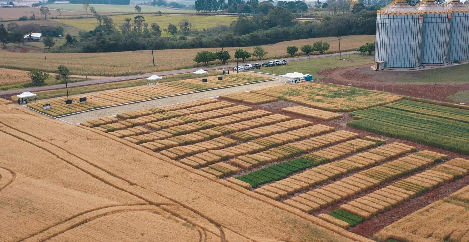 Transmiss&atilde;o do Dia de Campo acontece dia 27 de agosto, quinta-feira