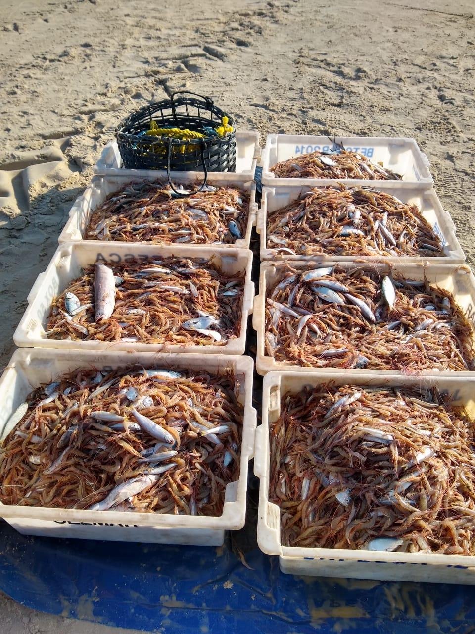 Em um dia de trabalho, alguns est&atilde;o conseguindo pescar at&eacute; 6 toneladas do crust&aacute;ceo usando t&eacute;cnica de pesca de cabo