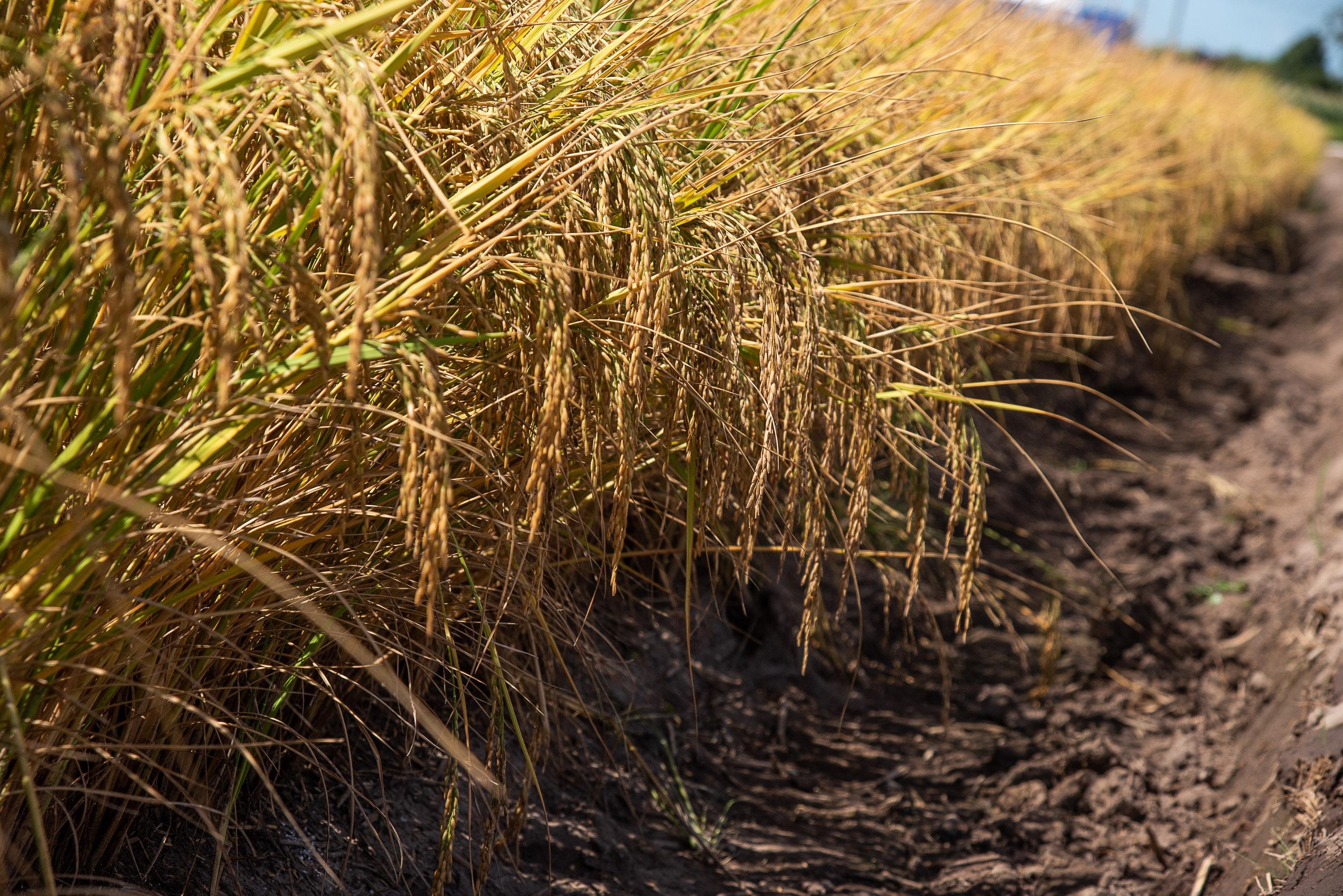 TEC se mant&eacute;m em 10% para importa&ccedil;&atilde;o do arroz em casca e 12% para o gr&atilde;o beneficiado