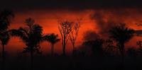 Queimadas bateram recordes no Pantanal em 2020