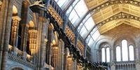 Museu de História Natural de Londres revisará coleções eventualmente 'ofensivas'