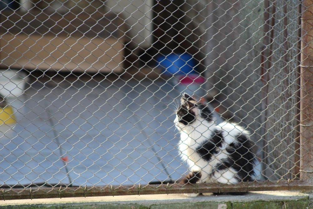 Atualmente, h&aacute; 15 gatos no canil municipal que ser&atilde;o transferidos para uma casa alugada
