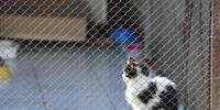 Atualmente, há 15 gatos no canil municipal que serão transferidos para uma casa alugada