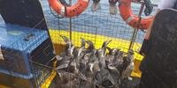 Resgatados este ano, os pinguim-de-magalhães passaram por tratamento veterinário