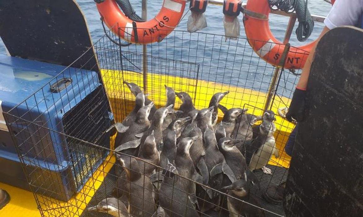 Resgatados este ano, os pinguim-de-magalh&atilde;es passaram por tratamento veterin&aacute;rio
