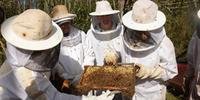 Setor vive a expectativa de boa produção de mel no Estado em 2020