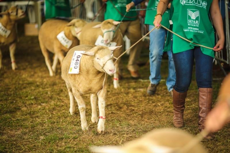 Inscri&ccedil;&atilde;o de animais continua sendo por meio das associa&ccedil;&otilde;es de criadores