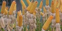 A cultura de milho foi uma das mais afetadas no Rio Grande do Sul pela seca do verão