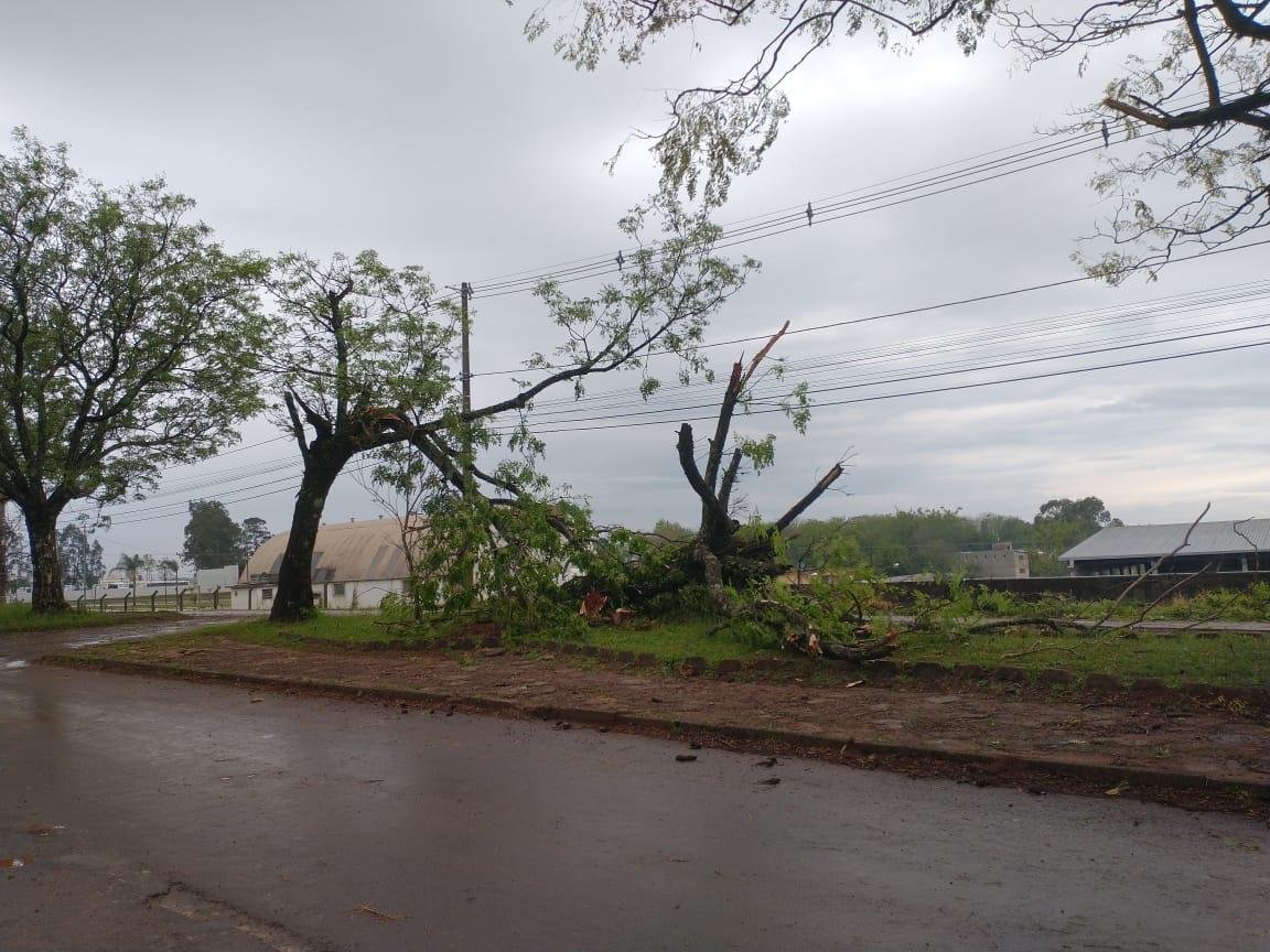 Iju&iacute; teve queda de &aacute;rvores provocadas pela forte chuva desta quarta-feira