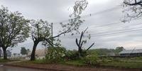 Ijuí teve queda de árvores provocadas pela forte chuva desta quarta-feira