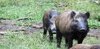 Peste suína africana é causada por vírus altamente contagioso que afeta porcos e javalis selvagens. Não há vacina ou tratamento para a doença