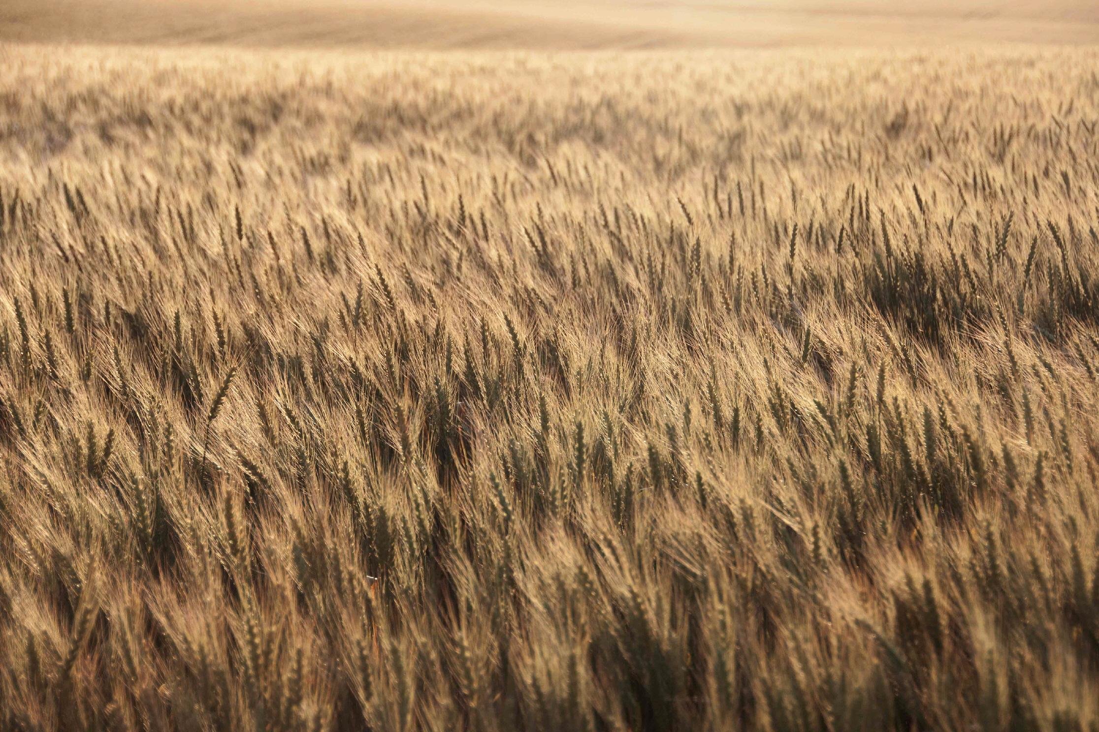 O Rio Grande do Sul &eacute; o segundo maior produtor nacional de trigo, com produ&ccedil;&atilde;o m&eacute;dia de 1,8 milh&otilde;es de toneladas por ano no per&iacute;odo de 2016 a 2018