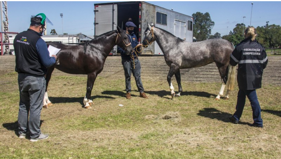 Equinos s&atilde;o maioria no evento