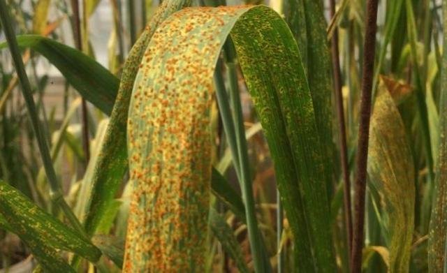 Doen&ccedil;a &eacute; percebida pelos pontos amarelos em sequ&ecirc;ncia nas folhas da planta