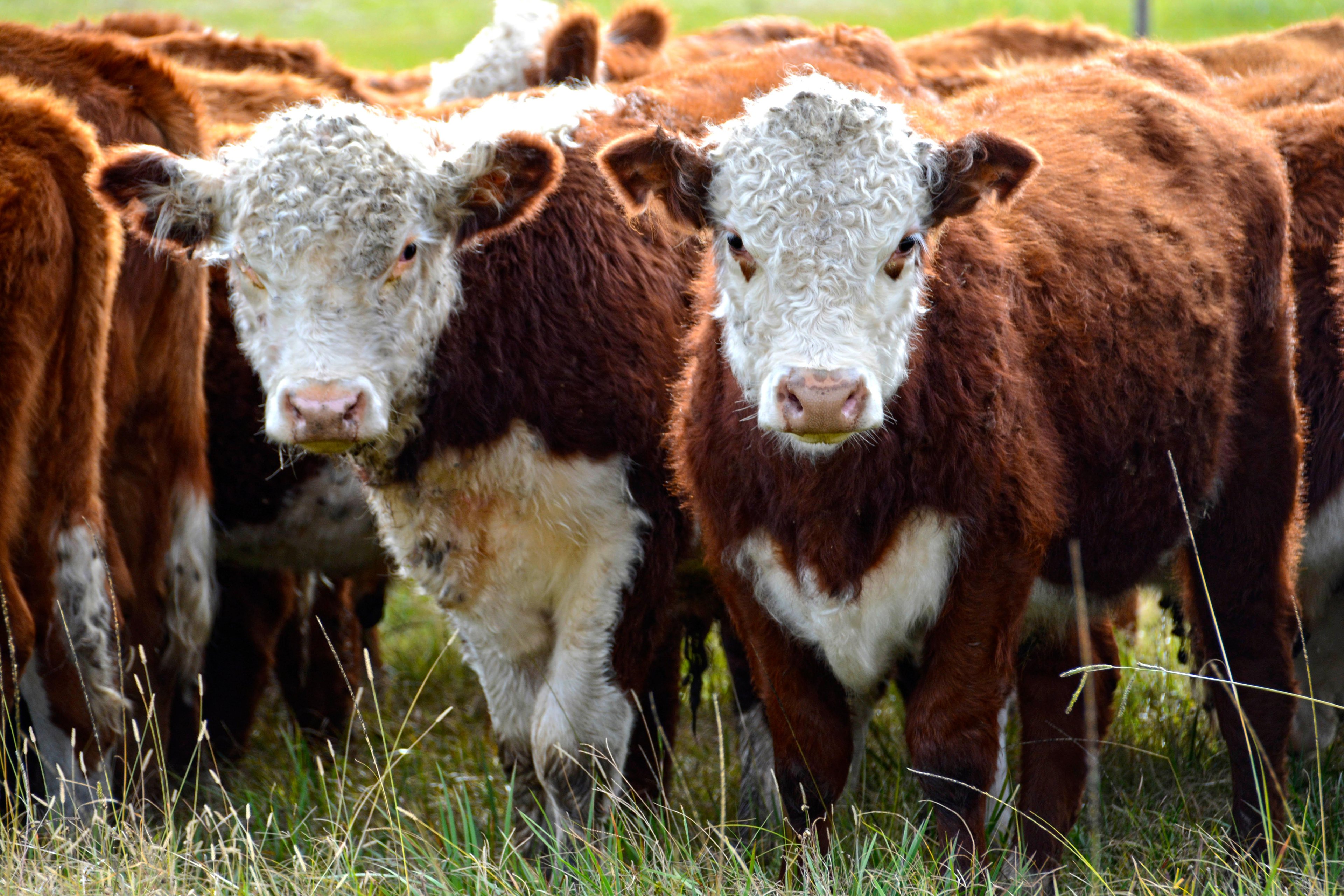 Segundo a servidora, a ocorr&ecirc;ncia &eacute; t&atilde;o grande que algumas vacas chegam a parir no curral do frigor&iacute;fico