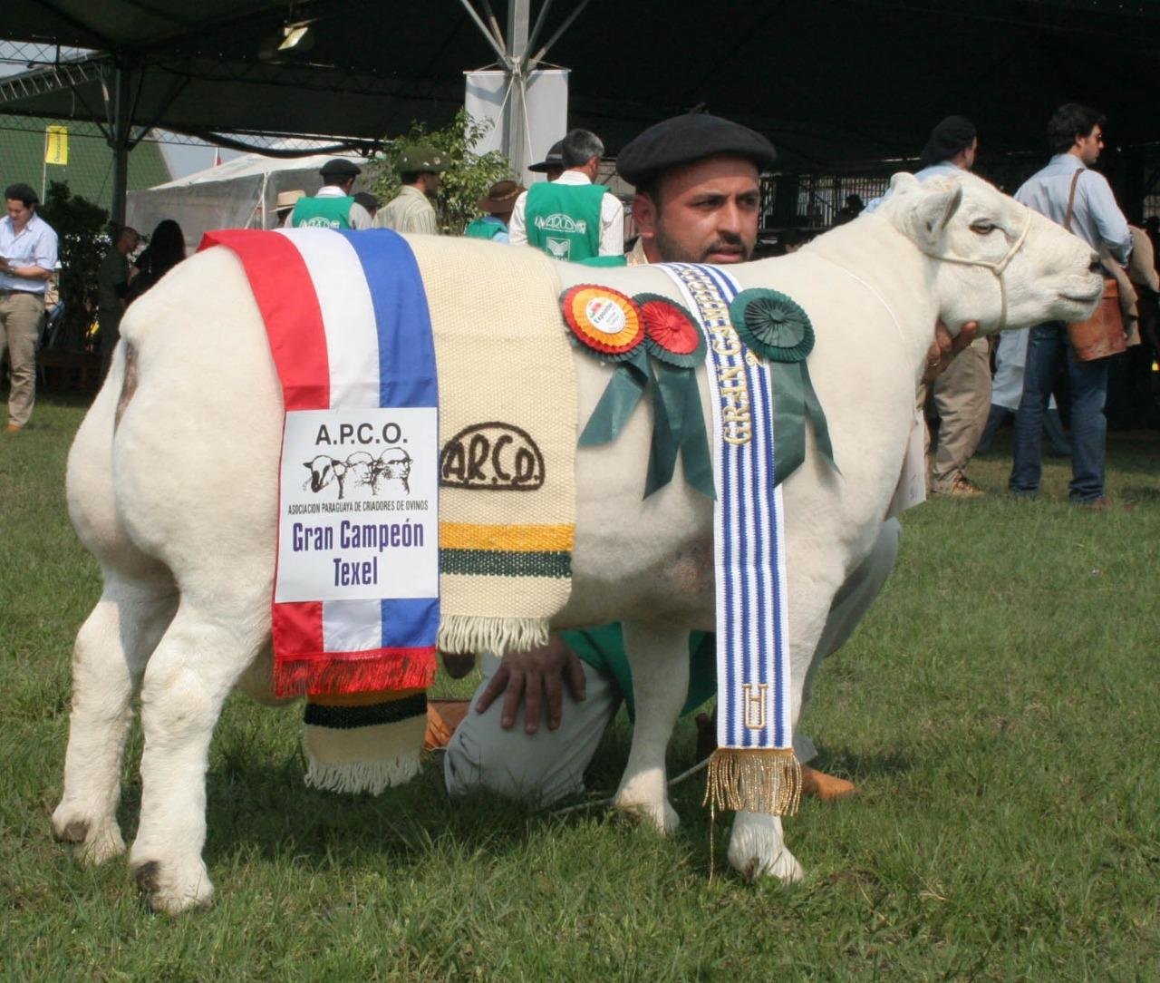 Criador de Texel, Mattos espera repetir o &ecirc;xito das &uacute;ltimas feiras.