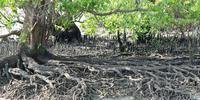 Governo quer derrubar um conjunto de resoluções que hoje delimitam as áreas de proteção permanente de manguezais e de restingas do litoral