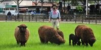 Criador de ovinos, Oscar Collares, lamenta falta de público para divulgar animais