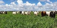 Proibição de criação de bovinos e bubalinos em confinamento é uma das exigências para a pecuária orgânica