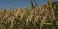 O Rio Grande do Sul produz 70% de todo o arroz brasileiro