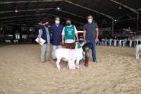 A ovelha BuriáDorper 6868 foi a grande vencedora da sua categoria. | Foto: Lorena Garcia/Arco/Divulgação
