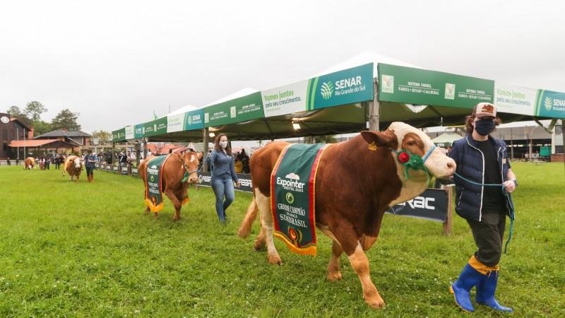 Animais desfilaram com suas rosetas e faixas de campe&otilde;es ao lado de cabanheiros e criadores