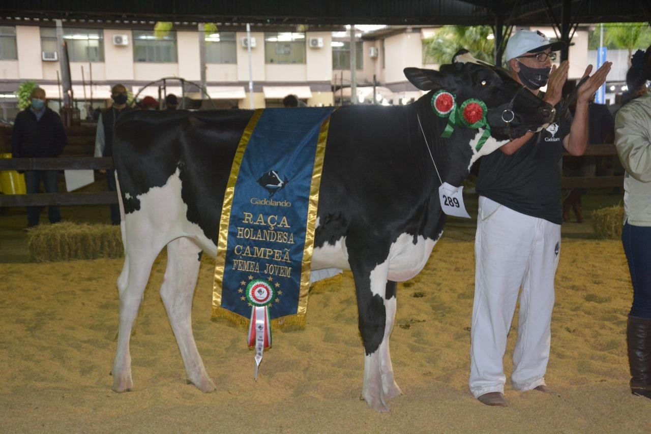 Grande Campe&atilde; F&ecirc;mea Jovem da ra&ccedil;a Holandesa tem apenas 13 meses