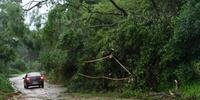 Na Zona Sul de Porto Alegre, árvore caiu na estrada Jorge Pereira Nunes