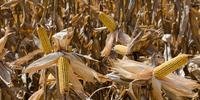 Previsão de colheita do milho é na metade do ano que vem