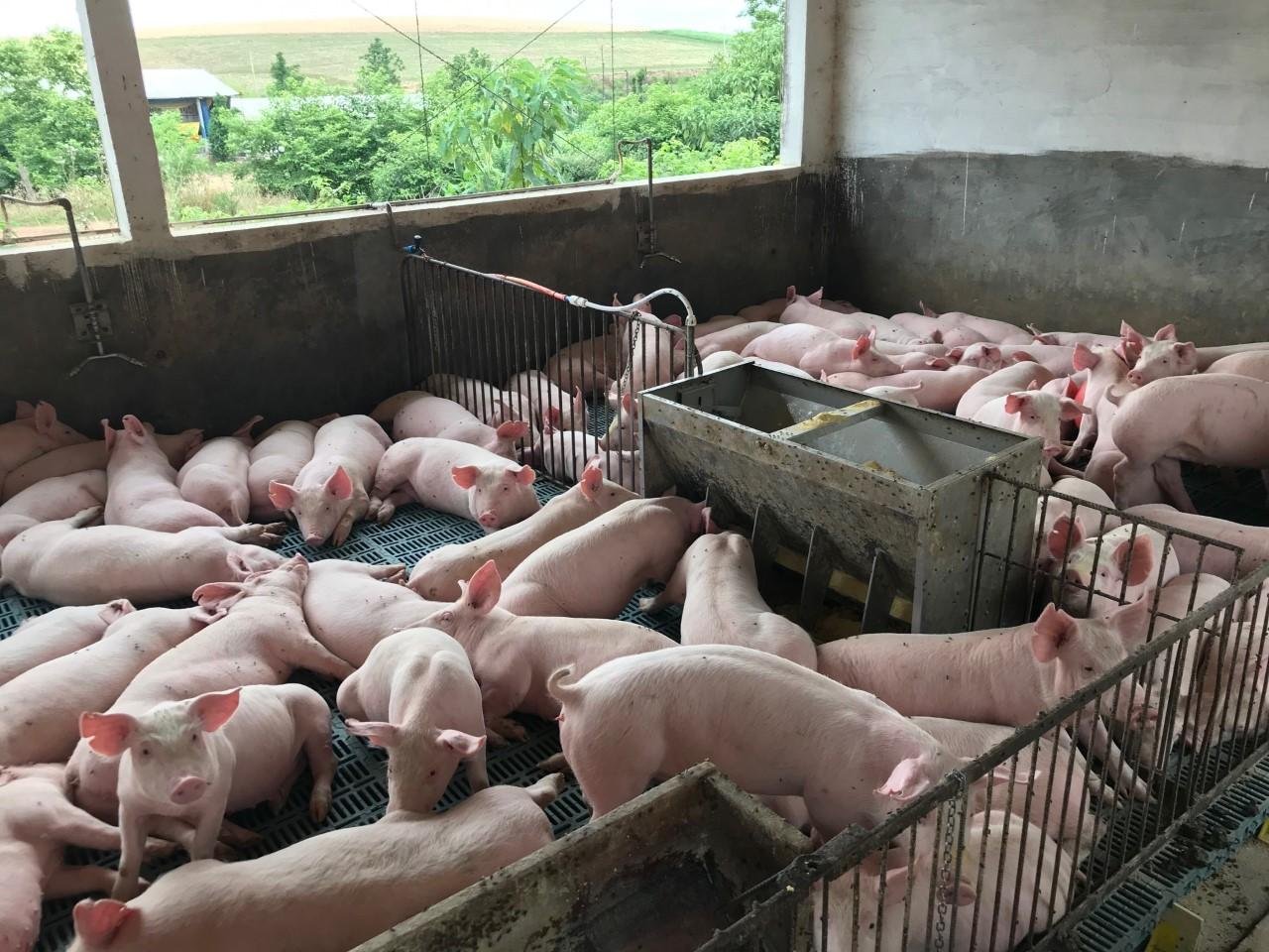 A Peste Su&iacute;na Africana na China est&aacute; entre os principais fatores do aumento dos embarques brasileiros e, consequentemente, aumento de pre&ccedil;o do su&iacute;no no mercado interno