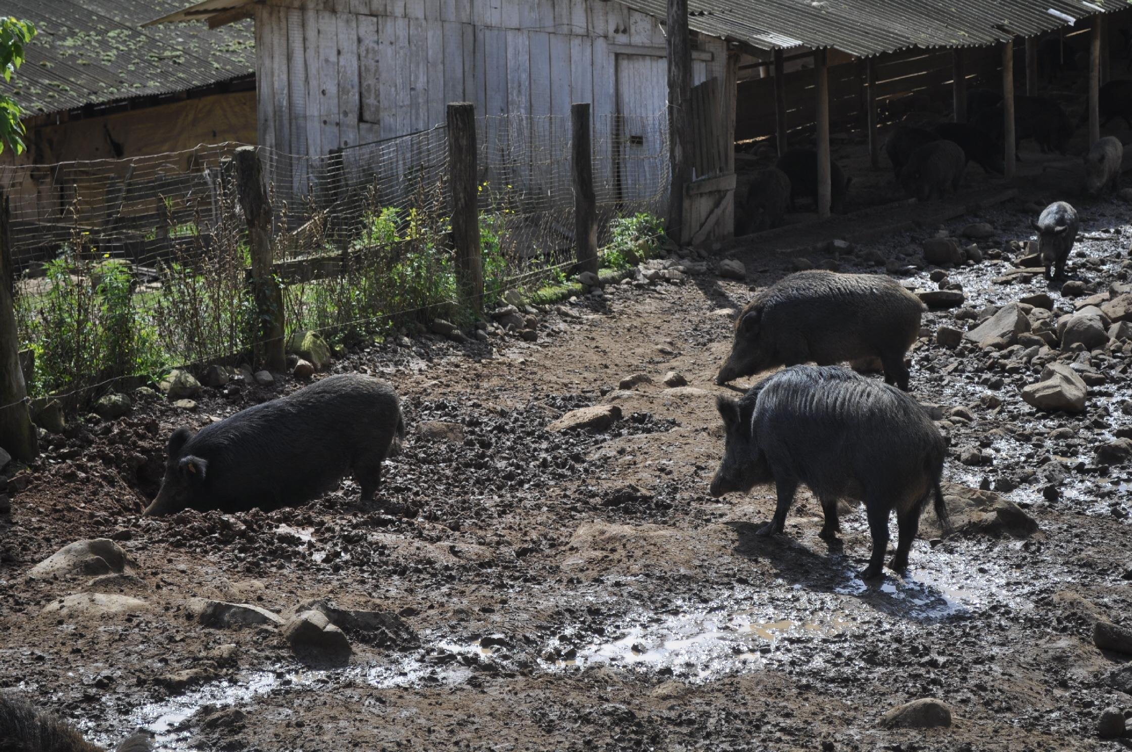 A destrui&ccedil;&atilde;o de lavouras, ataque aos animais e at&eacute; mesmo aos produtores s&atilde;o alguns dos problemas causados por javalis