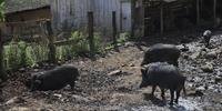 A destruição de lavouras, ataque aos animais e até mesmo aos produtores são alguns dos problemas causados por javalis