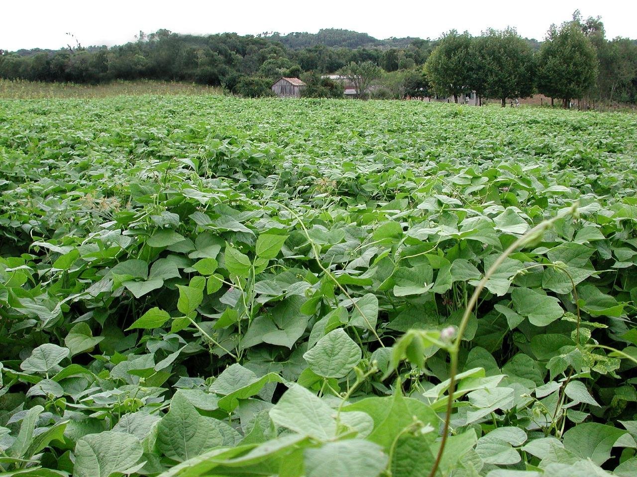 Lavouras est&atilde;o em desenvolvimento e devem produzir 64,5 mil toneladas