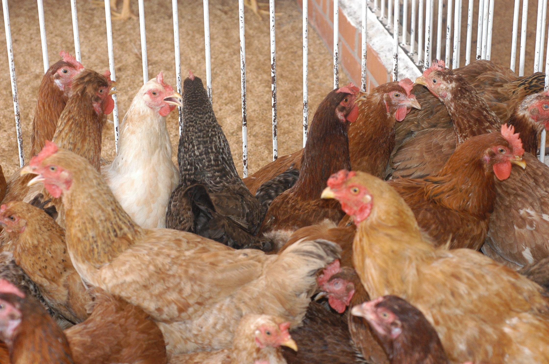 O pre&ccedil;o da nutri&ccedil;&atilde;o das aves foi um dos fatores que mais subiu neste per&iacute;odo
