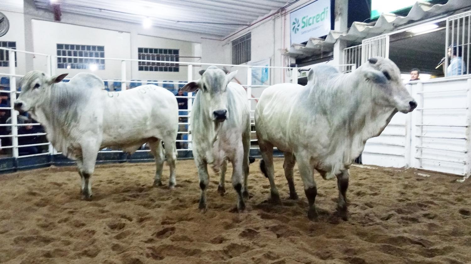 Evento ser&aacute; o &uacute;nico de Zebu no estado com transmiss&atilde;o pelo Lance Rural