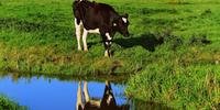 O leite produzido pela vaca, por exemplo, contém em média 87% de água, o que impacta inicialmente no consumo do animal pelo líquido