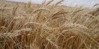 Cultura do trigo também foi afetada por geadas neste ano