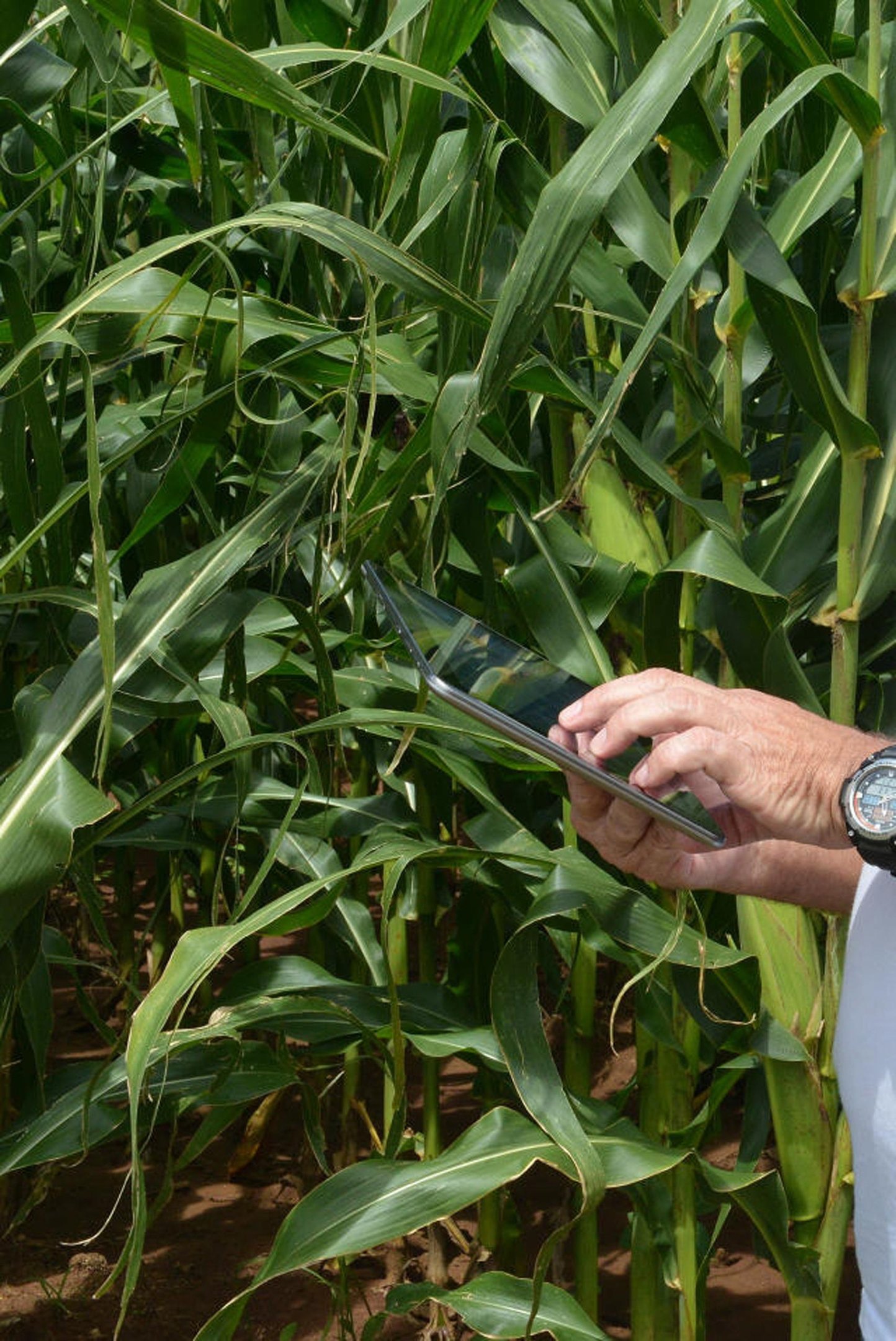 Pandemia de Covid-19 acelerou processo de aproxima&ccedil;&atilde;o do campo com tecnologias