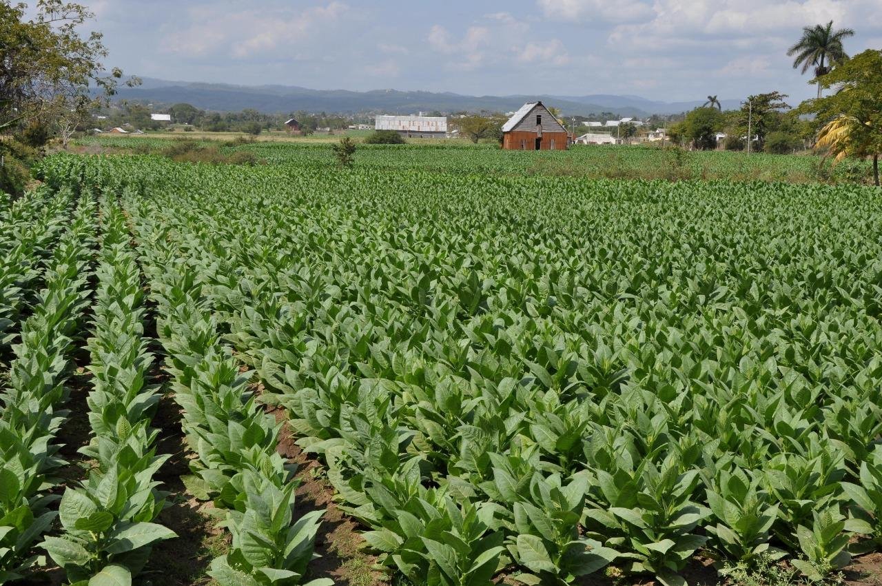 A colheita de tabaco j&aacute; ocorre em lavouras do Estado