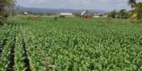 A colheita de tabaco já ocorre em lavouras do Estado