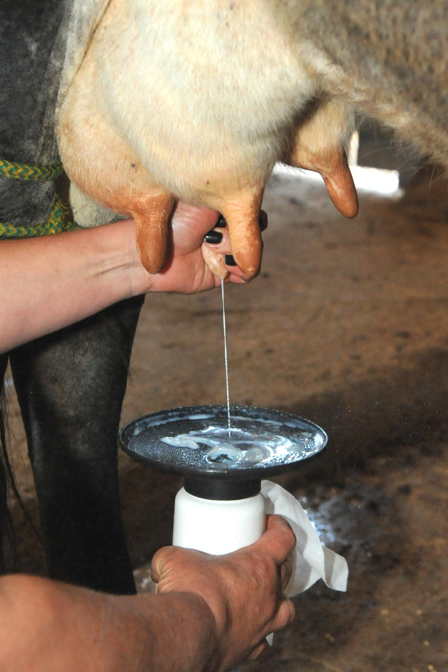 Cadeia produtiva do leite &eacute; uma das mais rigorosas do agro em termos sanit&aacute;rios