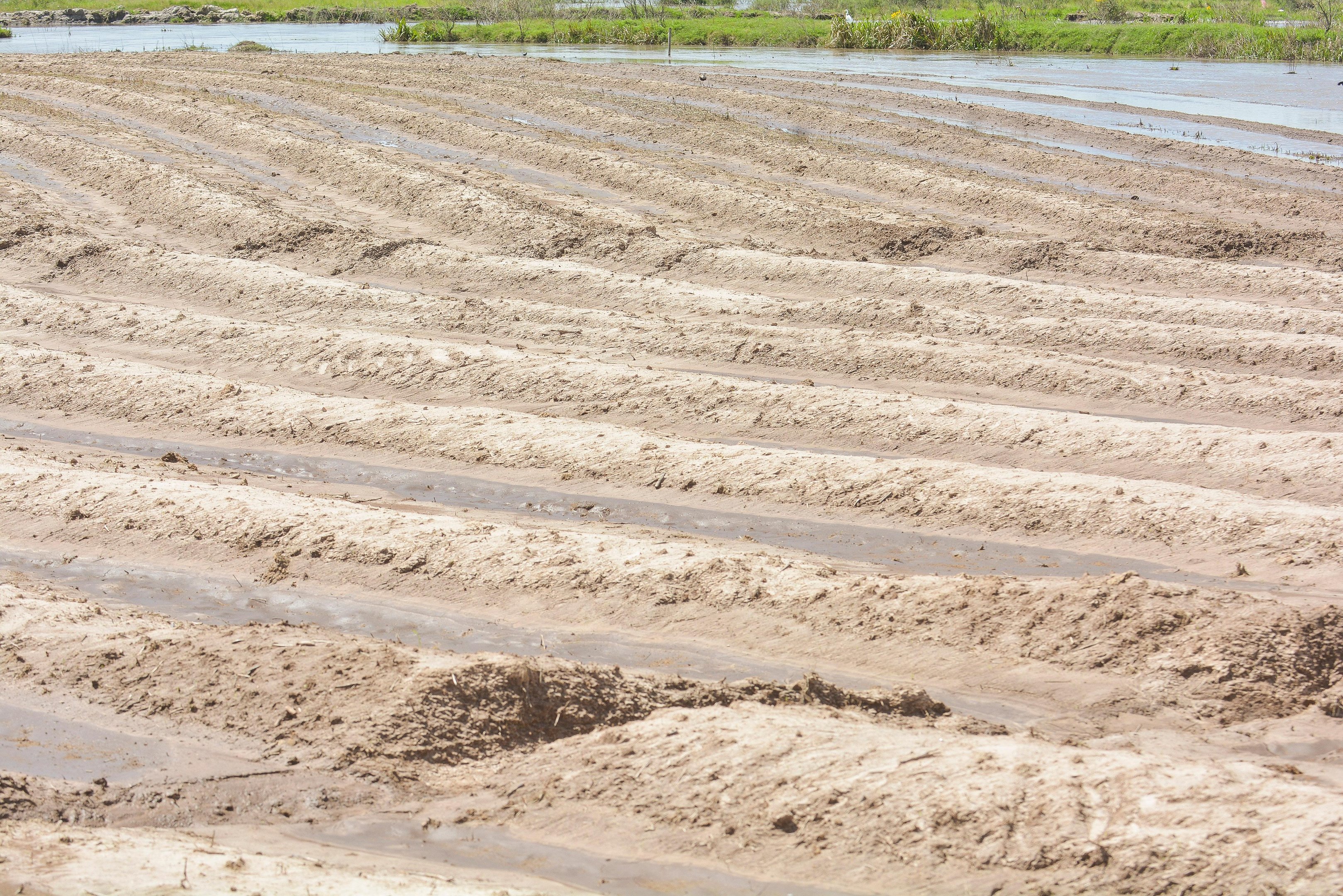 Preparo do solo e reposi&ccedil;&atilde;o de nutrientes s&atilde;o fundamentais para manter produtividade nas lavouras de arroz