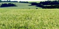 Brasil ainda é dependente da produção de trigo de outros países